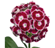 گل قرنفل کاسانو